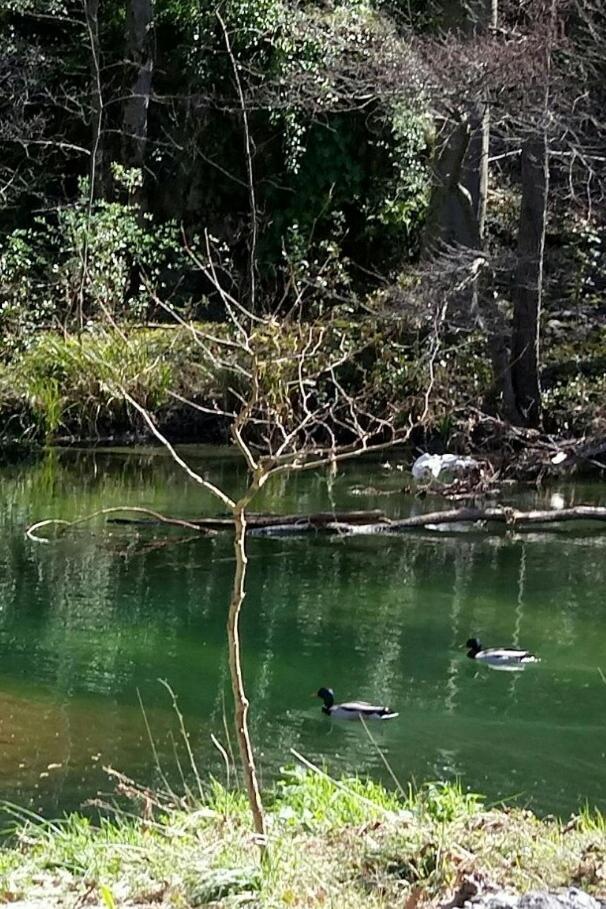 Le Moulin Aux Chandelles 2, Vacances & W-E, Vues Riviere, Montagne & Ville, Tout Confort Deconnecte, Eclairage Bougies, Connexions A 200M Au Centre Le Vigan Gite Les Amoureux De L'Arre, Randonnee Chemin De Saint-Guilhem-Le-Desert, Lire Profil Avant R Exterior foto